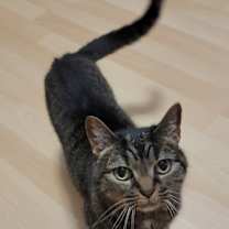 Thumbnail photo of Remy #1