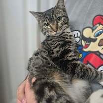 Thumbnail photo of Chloe #2