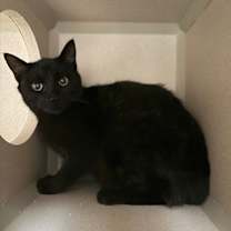 Thumbnail photo of Shelley #2