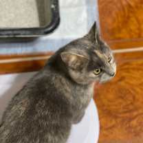 Thumbnail photo of Mouchie #3