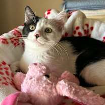 Thumbnail photo of Chipotle #3