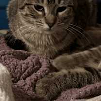 Thumbnail photo of Opalite #2