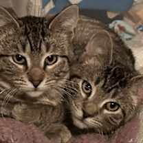 Thumbnail photo of Honey #4