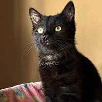 Thumbnail photo of Cayenne #2