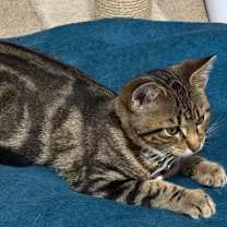 Thumbnail photo of Ramsey #3