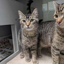 Thumbnail photo of Bacon #1