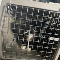 Thumbnail photo of Little Man #2