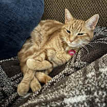 Thumbnail photo of Goldie #4