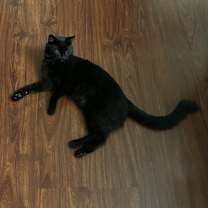 Thumbnail photo of Moonie #1