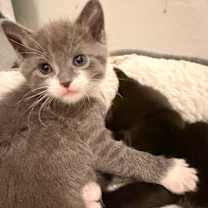 Thumbnail photo of Gracie Gray #3