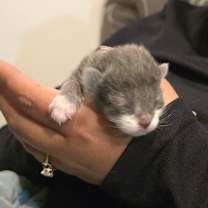 Thumbnail photo of Gracie Gray #4