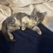 Thumbnail photo of Kitten Prancer #2