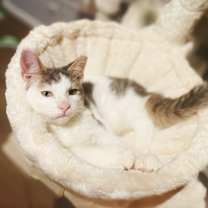 Thumbnail photo of Taffy #2