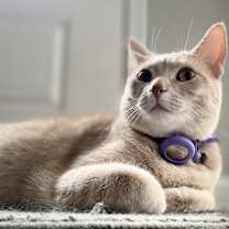 Thumbnail photo of Nala #1