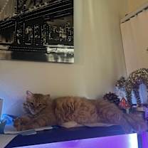 Thumbnail photo of Orange #1