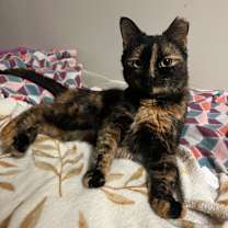 Thumbnail photo of Estrella  #1