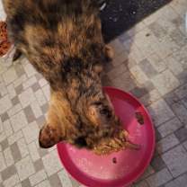 Thumbnail photo of Foxy #2