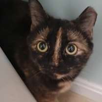 Thumbnail photo of Estrella  #4