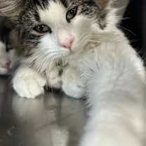 Thumbnail photo of Victoria (aka April #3) #1