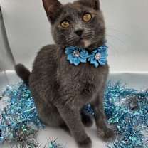 Thumbnail photo of Daisey #4