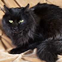 Thumbnail photo of Honey #2