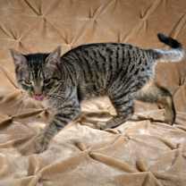 Thumbnail photo of Mick #2