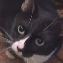 Thumbnail photo of Cleo #2