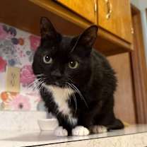 Thumbnail photo of Velcro & Carmelo #1