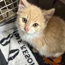 Thumbnail photo of Maizie #2