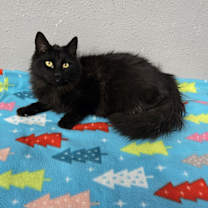 Thumbnail photo of Coal #2