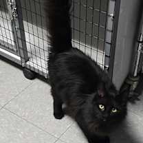 Thumbnail photo of Coal #3