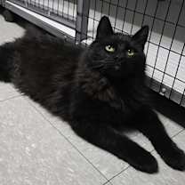 Thumbnail photo of Coal #4