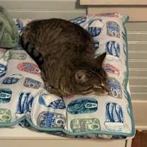 Thumbnail photo of Coraline #2