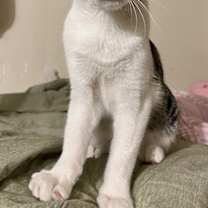 Thumbnail photo of Nyx #3