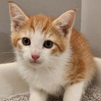 Thumbnail photo of KITTEN TEX #4