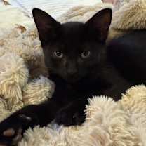 Thumbnail photo of Dawson #1