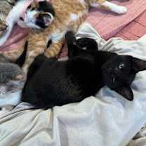 Thumbnail photo of Dawson #3