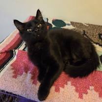 Thumbnail photo of Lexapro #1