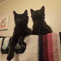 Thumbnail photo of Lexapro #4