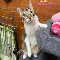 Thumbnail photo of Zeek #1