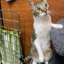 Thumbnail photo of Zeek #2