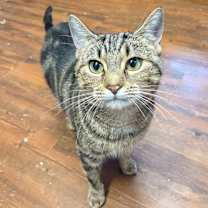 Thumbnail photo of Freyja #2