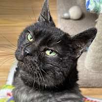 Thumbnail photo of Fanny #1