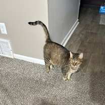 Thumbnail photo of Tig #1