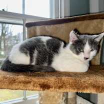 Thumbnail photo of Posie #3