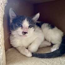 Thumbnail photo of Posie #4