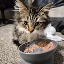 Thumbnail photo of Freddie #3