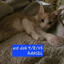 Thumbnail photo of HANSEL #2