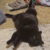 Thumbnail photo of Endy(Enderman) #2