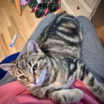 Thumbnail photo of Frosty #2